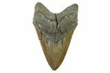 Serrated, Fossil Megalodon Tooth - North Carolina Monster #338491-1